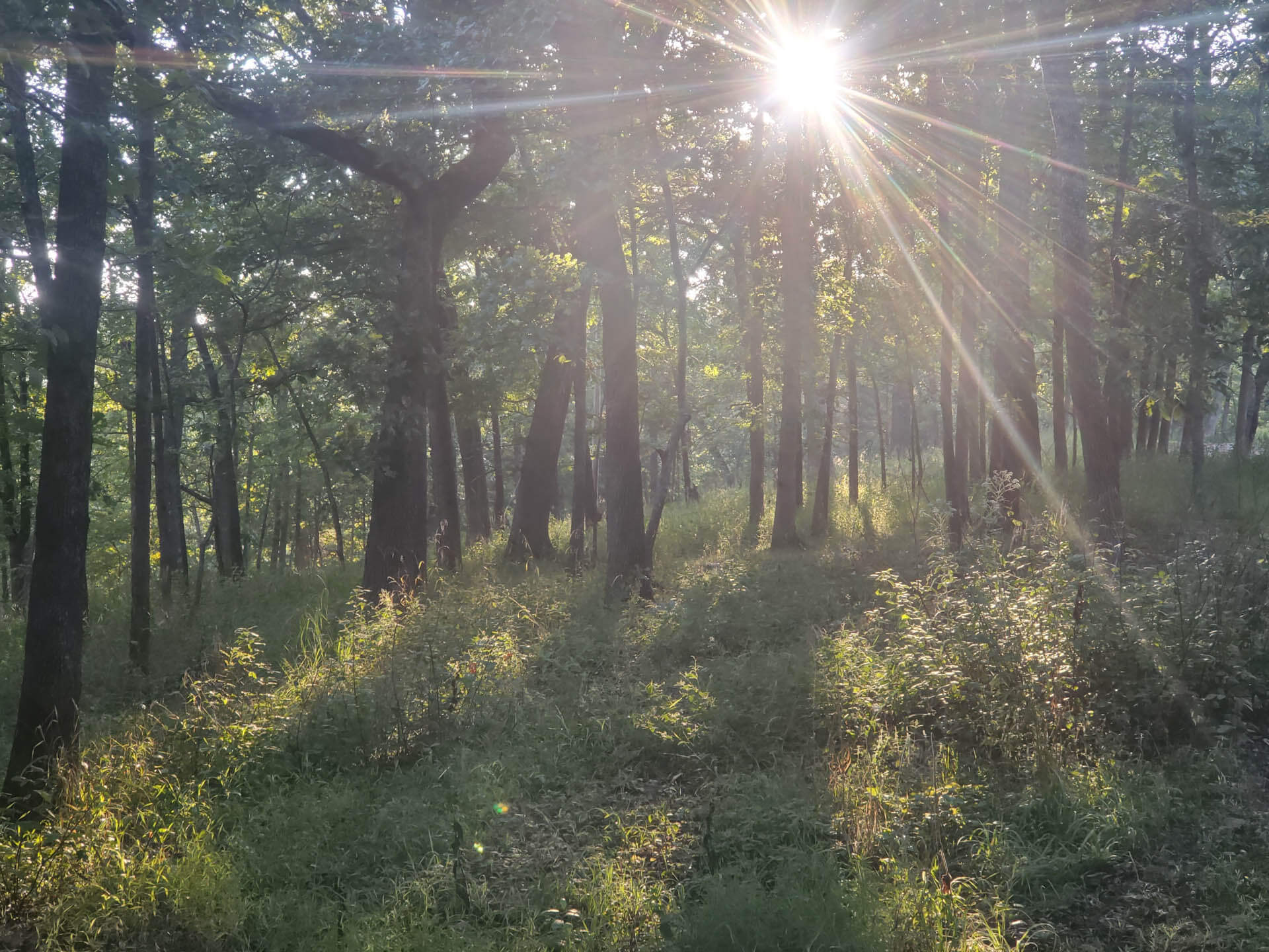 Heartland Forest Consulting LLC professional advice assistance on managing trees and forested resources in the Ashland MO and surrounding areas 29