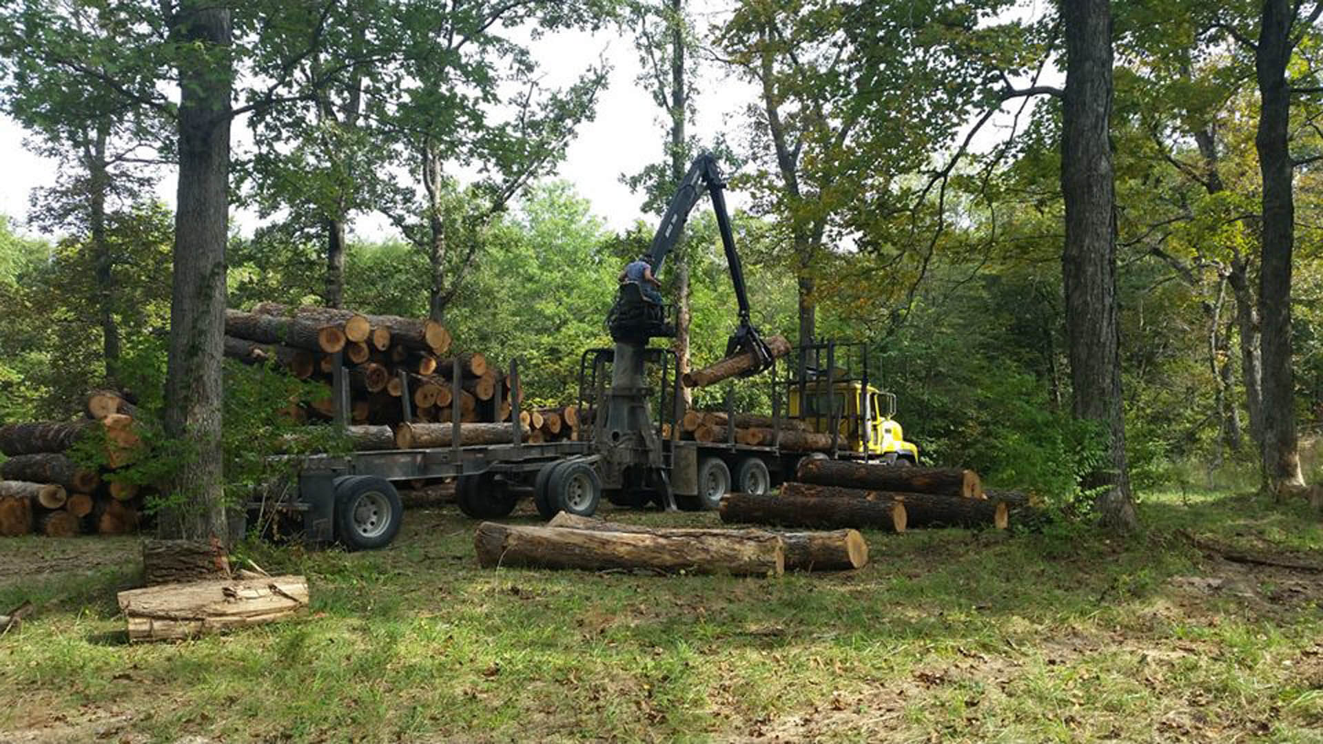 Heartland Forest Consulting LLC professional advice assistance on managing trees and forested resources in the Ashland MO and surrounding areas 5